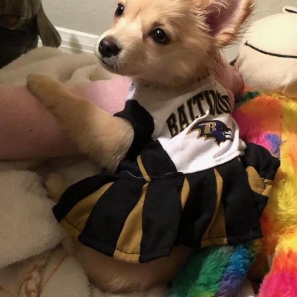 Meet your Posher, Sylvester - Picture 6 of 7